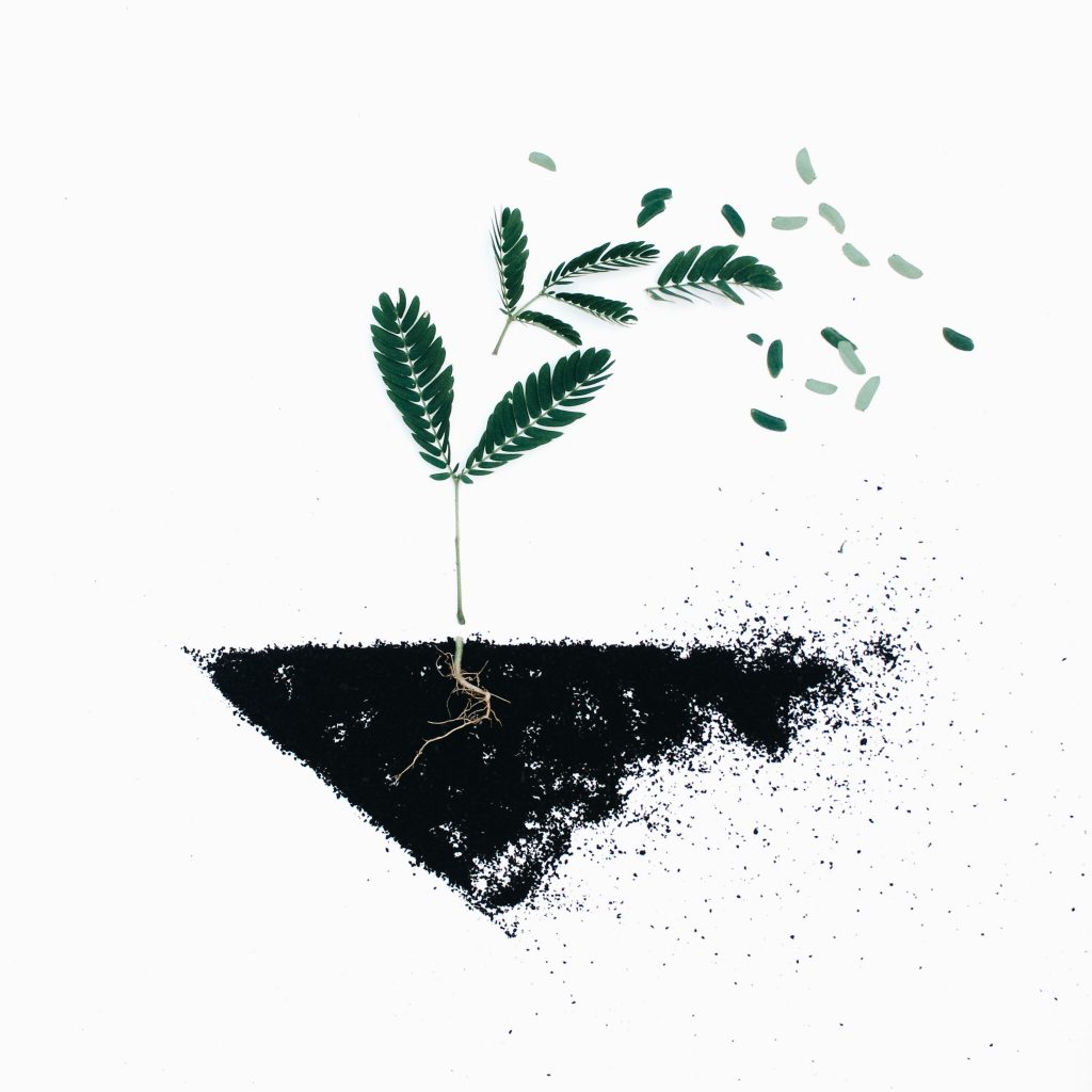 illustration of a plant in the ground. It's roots in the ground and it's seeds blowing into the wind.