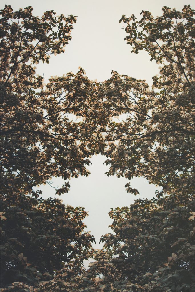 A view of leaves on a tree from below
